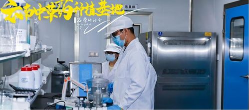 2026世界卫生日 木瑶中医现代化产业，让新中医更科学，技术与服务并进